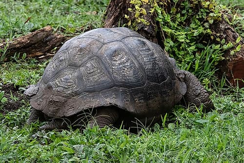 Giant tortoise found in the nature preserve on Santa Cruz Island in the Galapagos Islands. Animals Print